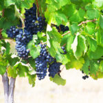 Bingley_Tours_Cape_Town_Personalised_Tours_Grape_Vine