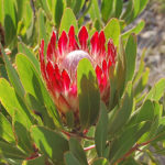 Bingley_Tours_Cape_Town_Personalised_Tours_Protea